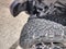 2025 Jeep Wrangler Rubicon 4 Door 4x4